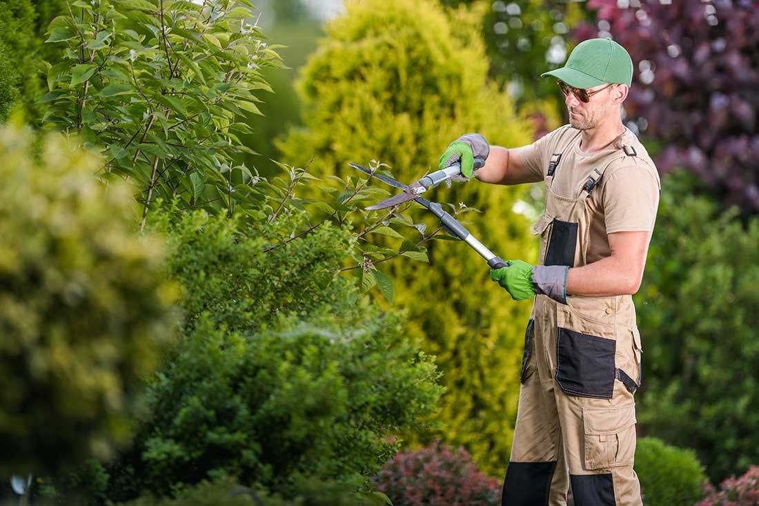 Professional garden clearance