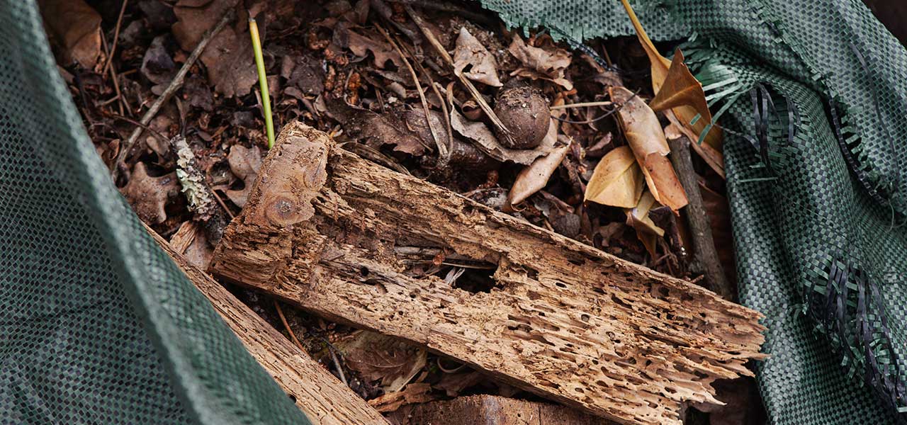 Planning a garden clearance